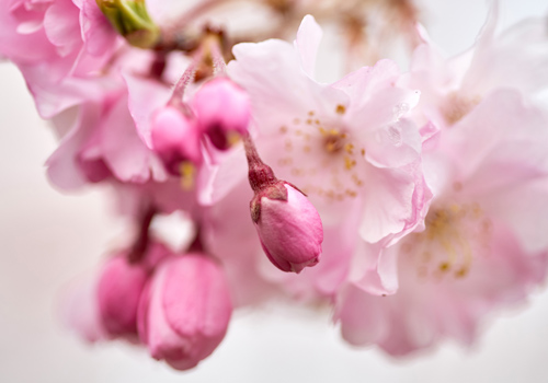 【大阪喜來登都】春櫻舞關西５日